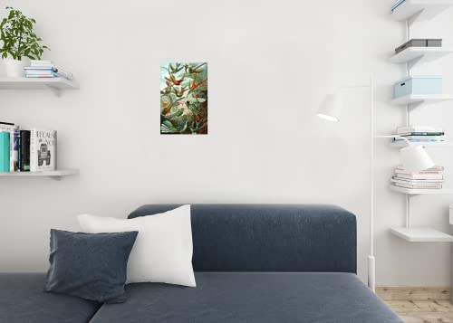 Trochilidae Variety Hummingbirds Ernst Haeckel Bird Pictures Wall Decor Beautiful Art Wall Decor Feather Prints Wall Art Nature Animal Bird Prints Cool Wall Decor Art Print Poster 12X18 #TOP5