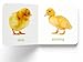 My First Book of Baby Animals
