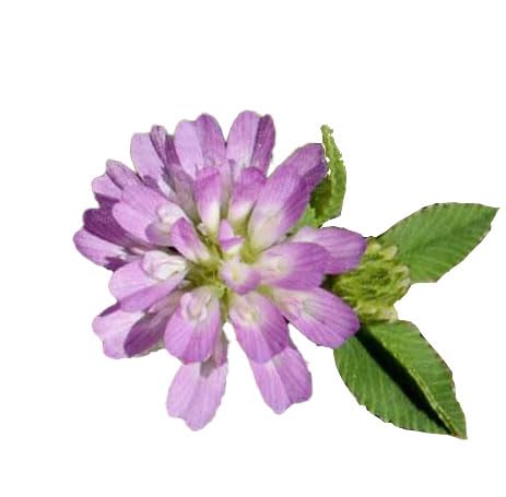 Semi Fiori per Api - Sementi Mellifere - Trifoglio Resupinato - 1 kg - Semi per Apicoltura