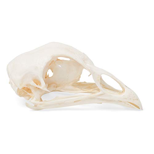 Image of 3B Scientific GmbH T30070 Chicken Skull