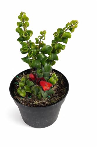 Curly Lipstick Plant, Aeschynanthus Rasta, Live Trailing Houseplant with Unique Curled Foliage & Bright Red Flowers, 4" Pot