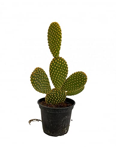 Cactus Natural - Opuntia Microdasys - Buen Tamaño - Planta Natural para Interior y Exterior - Cactus Pala