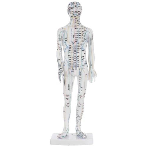 Warmhm Modèle Acupuncture Homme Blanc Mannequin Points Pression et Méridiens Outil Pédagogique pour Formation Acupuncteurs et Médecine Traditionnelle...