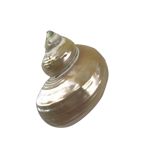 Image of MMvolesy Assorted Turbo Shell,Hermit Crab Shells 5Pc 1.5-2 Inch