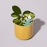 PlantDoc Biodegradable Soil Moisture Meter, Visual Reminder to Water Your Indoor Plants - Tool to fIx overwatering and Under-Watering houseplants (Monstera PlantDoc - 5 Pack)