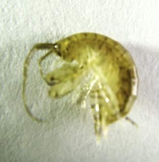 2000 cnt Amphipods. Get Saltwater Amphipods Seed Aquarium Live Rock and refugium. Seahorse Food and Live Fish Food