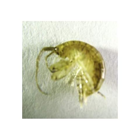 AQUACULTURE NURSERY FARMS 2000 cnt Amphipods. Get Saltwater Amphipods Seed Aquarium Live Rock and refugium. Seahorse Food and Live Fish Food Cover