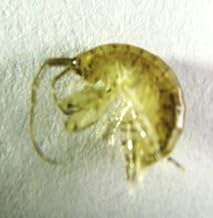 2000 cnt Amphipods. Get Saltwater Amphipods Seed Aquarium Live Rock and refugium. Seahorse Food and Live Fish Food