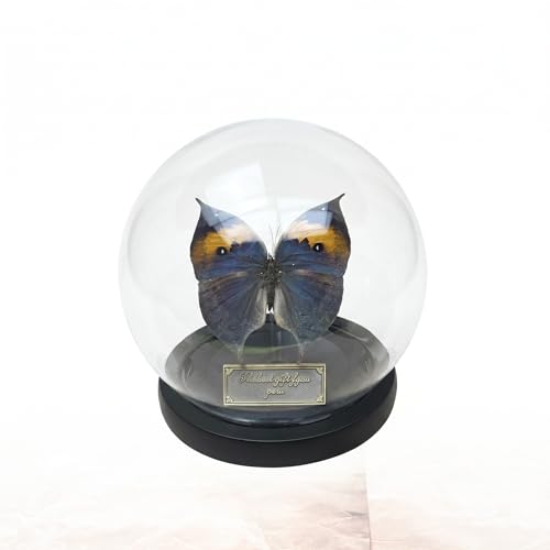 Wugakio Glass Taxidermy Butterfly Specimen Shadow Box, Butterfly Gifts for Women Girls with Glass Cover, Butterfly Decor for Bedroom Office Living Room Desk (Kallima inachus)