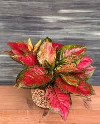 EXOTIC LIVE Aglaonema Red Live Indoor Plant - Exotic Chinese Evergreen with Vibrant Red & Green Foliage, Low Maintenance Air Purifying Home Decor Plant (Includes [PACK OF -1] Nursery Pot)-image-45