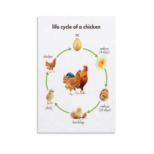 Ciclo de vida de la gallina cuadro educativo de animales de granja en lienzo