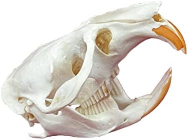 Taxidermy Real Animals Skulls, Real Bones Specimen, Taxidermy Supplies for Science Education, Special Gift (Muskrat Skull)