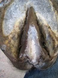 Red Horse Products Hoof-Stuff 290g