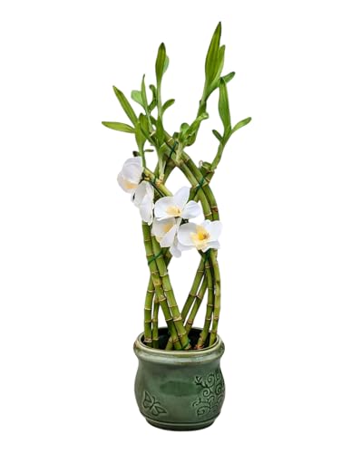 Live Lucky Bamboo Plant with Braided Trellis, 8 Stalks, Decorative Green Vase, Artificial Flower...