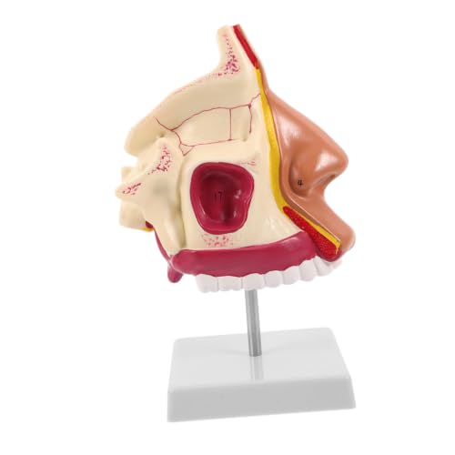 MAGICLULU Nasal Cavity Anatomy Model for Education with Plastic and Metal Construction, Clinical Simulation and Anatomy Visualization Tool for Clinical and Educational Settings
