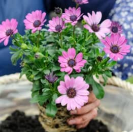 Osteospernum Cape Daisy - Garden Ready - 10.5cm Pot (4, Soft Lilac)