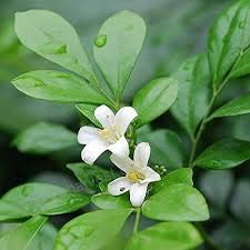 semi Bianco Jasmin piante in Vaso balcone miscelazione 20 semi/pacchetto