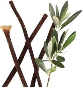 Zaitoon Olive Herbal Miswak Natural Toothbrush Sticks | Eco Friendly Chewing Sticks | 100% Natural Toothbrush for Adults | Pack of 5