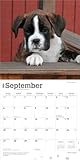 Boxer Puppies – Boxer Welpen 2026 – 16-Monatskalender: Original BrownTrout-Kalender [Mehrsprachig] [Kalender] (Wall-Kalender)