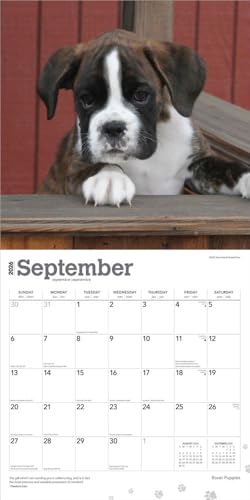 Boxer Puppies – Boxer Welpen 2026 – 16-Monatskalender: Original BrownTrout-Kalender [Mehrsprachig] [Kalender] (Wall-Kalender)