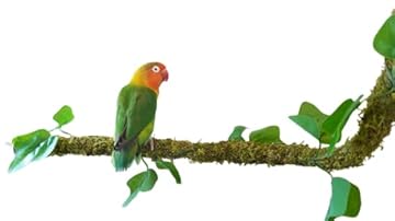 Bird Toys That Attach to Cage: 5 Surprising Picks You Didn't Expect 2 bird toys that attach to cage