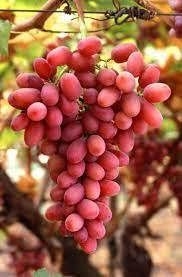 CosaCentrum crimson grapes red(seedless) fruit plant (B0BG35GDY4) Amazon Price History, Amazon Price Tracker
