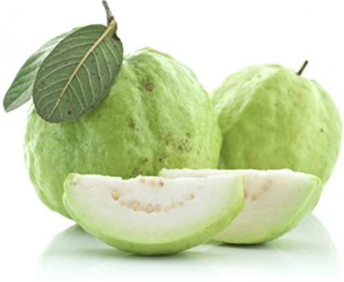 White Guava Starter
