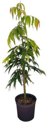 Guruji Plantation - Ashok Plant Saraca Asoca Ashoka (Pendula) Long Tree Plant with Black Pot and Free Fertilizer