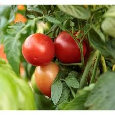 Tamarillo tree tomato live plant,Live plant for tamarilo tree tomato (pack of 2) (B0CSW9YXYL) Amazon Price History, Amazon Price Tracker