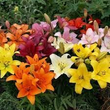 asiatic lily flower bulbs bivanya, Highgermination (Pack of 4)-image-44