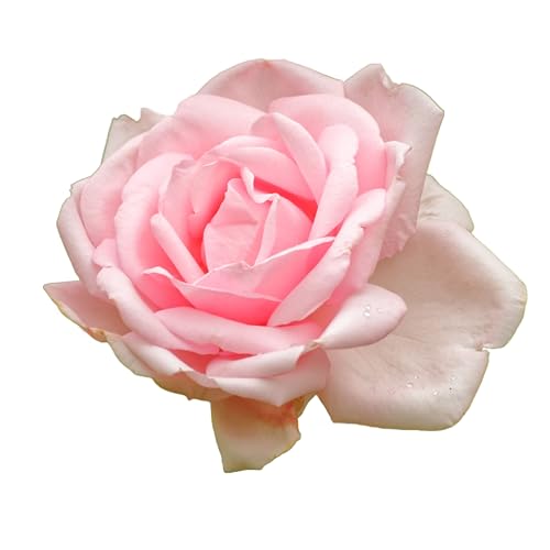 Rose Plants, Climbing Rose, 'New Dawn', 1 x Full Plant in 5L Pot, Garden Flowers, Roses, Garden Ready and Ready to Plant, Premium Quality Roses