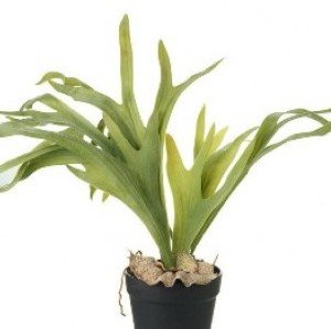 Plantsworld Staghorn Fern - Platycerium superbum Live Plant (B07561HKFR) Amazon Price History, Amazon Price Tracker