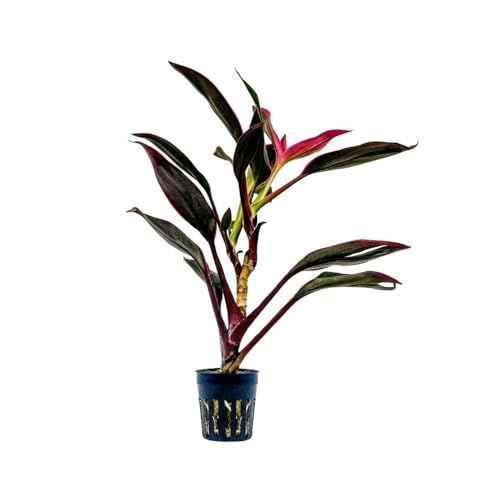 AquaOne Plante de terrarium Cordyline Red Edge I Plantes de paludarium vivantes forêt tropicale Plantes de terrarium entièrement enracinées Décoration...