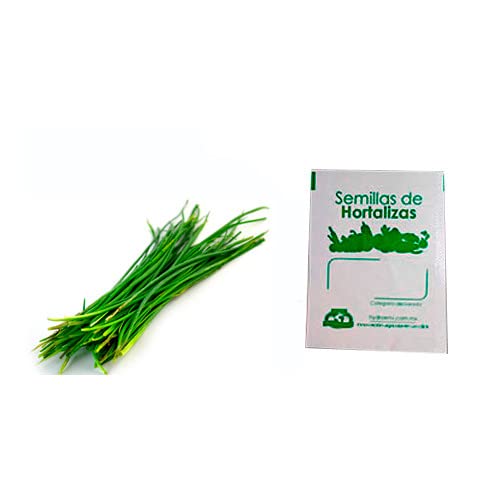 Semillas de Cebollino para Sembrar en Casa Allium Schoenoprasum