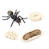 wisoolkic 1 Set Toys Modèle d'affichage de Croissance de Jouet d'insecte Modèles de Fourmis pour Le Jeu d'affichage