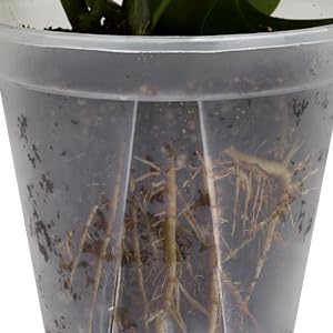 10Pcs Clear Orchid Pots with Holes Planter Nursery Pots Planter Nursery Pots Clear Plastic Gallon Root Control Flower Pots for Vegetable Flower Fruit Nursery Garden - Image 4