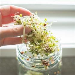 Sprouting Seeds Mung Beans 4 Ounce Packets #TOP2