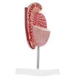 FONDOTIN Modèle Anatomique Agrandi de Masculin en Matériaux Sûrs Accessoire D’Éducation Sc...