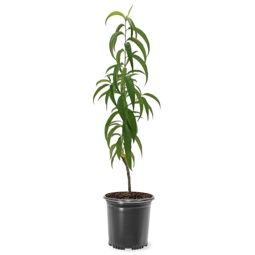 China Pearl Peach Tree, Fruit Bearing, Large Sweet Peaches, Cold Hardy, Freestone, Self-Pollinating, 5 gal, Nursery Pot