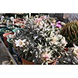 Détails sur Ariocarpus retusus rare désert vivant cactus cactus graines Paquet de 100 graines