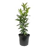 arbol laurel caracteristicas 👩🏻‍🌾 RIEGO: solo regaremos cuando observemos que la tierra ha empezado a secarse, es decir, 1 o 2 veces por semana. Sin empapar ni encharcar porque se podría pudrir ante el exceso de humedad.