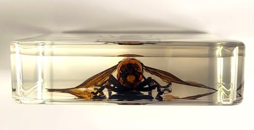 Image of 2.9 inch Real Asian Giant Hornet w /Open Wings in Square Crystal Clear Lucite Resin Specimen Preserved Taxidermy Collection for Biology Science Education Desk Ornament Display Supplies Paperweight