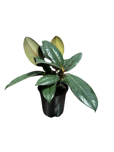 PLANTVERS Rubber Tree 4 Inch