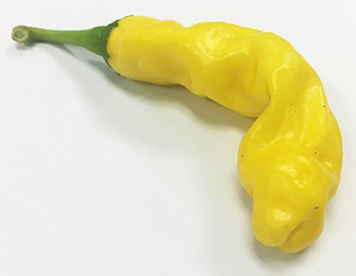 Yellow Peter Chili Willy Heirloom Pepper Premium Seeds for Planting Packet + More