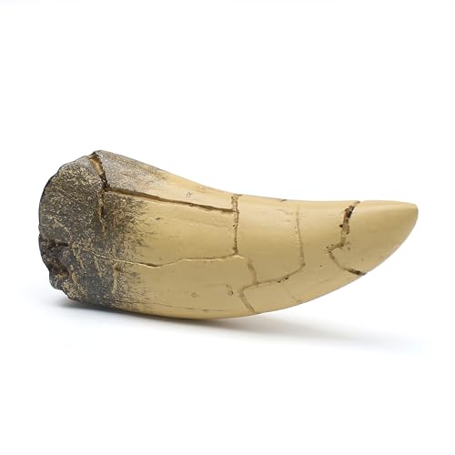 Image of T rex Tooth, Dinosaur Teeth, Resin Tyrannosaurus Toothy Direct Cast Replica, Mosasaurus Spinosaurus Trex Fossils Model for Necklace, Fossilized Various Prehistoric Dinosaurs High-Fidelity Replicas