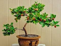 Image of 40 Seeds- Dwarf Fruit Seeds Combo Pack For Home Garden - Apple,Grape,Guava,Orange - 10x4 = 40 Seeds