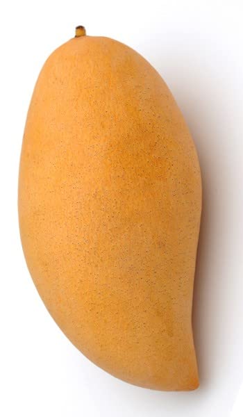 Image of Thai Nam Dok Mai Mango Grafted Live Plant 2-3 Feet Tall | Fast Growing Mango Tree | Fruits in 2-3 Years | Hybrid All Season Grafted Plant for Home Garden & Terrace Farming