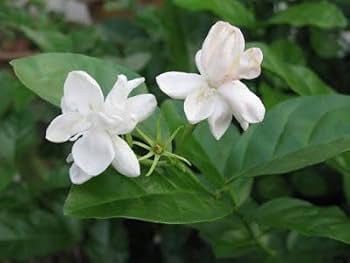 Jasmine Plant Vastu