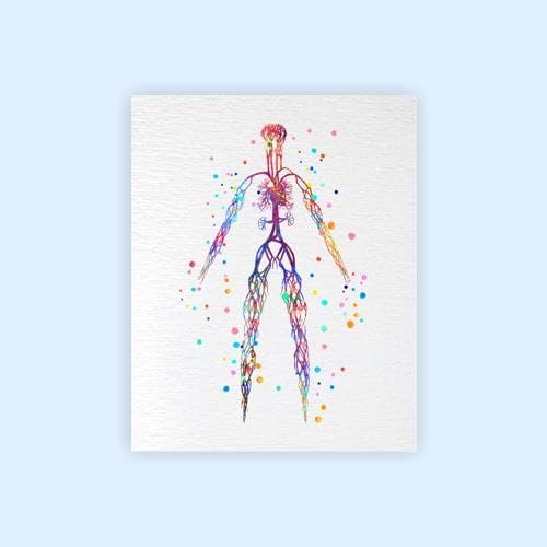 Miniatura 2 de Dignovel Studios 8X10 Sistema Venoso Sin Marco Cuerpo Humano Vena Anatomía Ciencia Ilustración Médica Doctor Clínica Acuarela Arte Impresión Póster