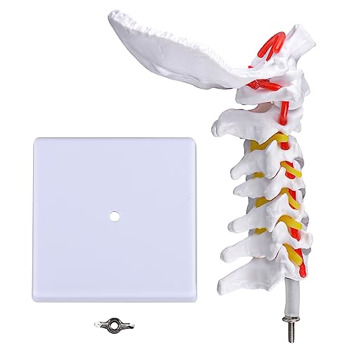 Image of Ultrassist Cervical Spine Model, Vertebrae and Arteries for Medical Tool | Life-size PVC design, cervical nerves, discs and occipital plate for teaching display